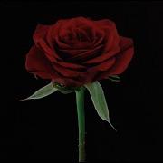 Why2 Saint Rien Official Music Video