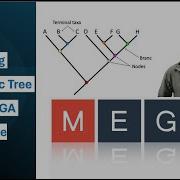 Construction Of A Phylogenetic Tree Using MEGA Molecular Evolutionary Genetics Analysis Software