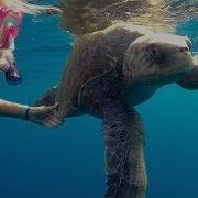 To Save A Turtle Study A Turtle