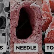 Human Body Under Electron Microscope Part 2