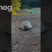 Neil The Seal Wants To Come With Us ViralHog