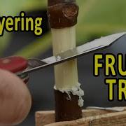 CLONE A FRUIT TREE The EASY WAY Air Layering Fruit Trees