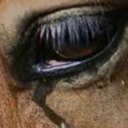 Horse Tears Lunar Plexus