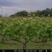 Timelapse Of Our Vineyard Growing