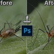How To Edit Focus Stacks In Adobe Photoshop