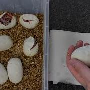 Ball Python Egg Cutting Time GHI LESSER YB Het CLOWN X SUPERFLY CLOWN