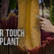 How To Survive The Corpse Flower