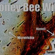 Honey Bee Wing Under The Microscope