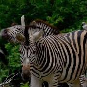 Animanimals Zebra