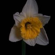TF117 Time Lapse Flower FREE FOOTAGE