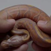 Cutting A Huge Clutch Of Ball Python Eggs