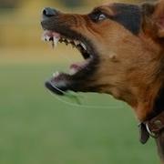 How To Treat An Animal Bite First Aid Training