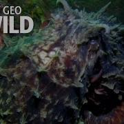 Camouflage Queen Wonderfully Weird
