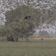 Zakoumas Quelea Flocks