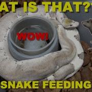 Blue Eye Snake Ball Pythons In Shed Feeding 1000 Snakes