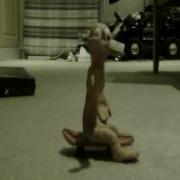 Morph Test With Sfx