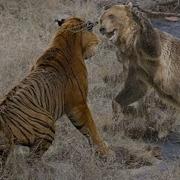 7 Animals That Can Kill A Grizzly Bear The Ultimate Conclusion 2021