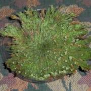 GardenersEdge Com And The RP58 Resurrection Plant
