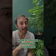 How Much Does A Cannabis Plant Produce
