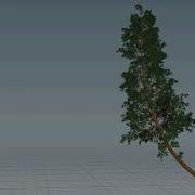 Houdini Tree Sim Technical Test V1
