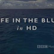 BBC Motion Gallery Life In The Blue ᴴᴰ 1080p FullHD