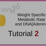 Multiple Comparison Of DNA Sequences Tut2