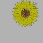 Python Turtle Sunflower Graphics Design Video Step By Step Video Viral Python Short Shorts