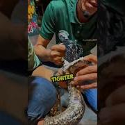 The Terrifying Truth About Snake Teeth