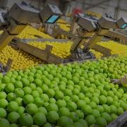 2 9 Million Tons Of Limes Are Harvested To Supply America This Way Agriculture Technology