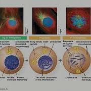 General Biology College Chapter 12 The Cell Cycle