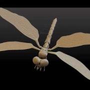 Dragon Fly 3D WIP ZBrush