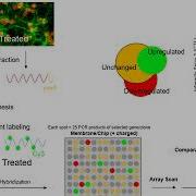 Video 3 Control Of Gene Expression Hibridization Microarrays And RNA Seq