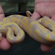 Awesome Baby Ball Pythons Bananas BELs And Clowns From The 2019 Hatching Season