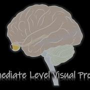 Perception Intermediate Level Visual Processing ENG