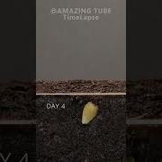 Growing Orange Tree From Seed Timelapse Plants