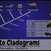 Intro To Cladograms And Phylogenetic Trees