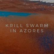 Krill Swarm In The Azores