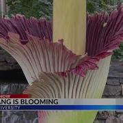 What S That Smell NC State S Corpse Flower Blooms Awes Visitors With Beauty And Stinky Smell