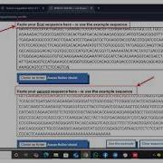 WORKSHOP 3 Pairwise And Multiple Sequence Alignment Tool BLAST