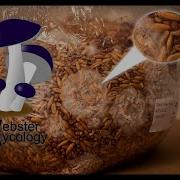 A Mushroom Spawn Timelapse Webster Mycology