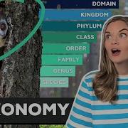Taxonomy Classification Of Living Organisms