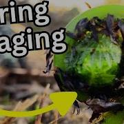 Foraging For Fiddleheads Where To Find Them And How To Harvest