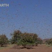 Самое разрушительное нашествие в природе 20 лет Планеты Земля BBC Earth
