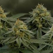 Growing Cannabis Indoors Veg Flowering Weeks 3 5