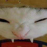 Cats Broke The Internet