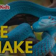 All About Snakes For Kids CBC Kids