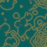 Reaction Diffusion Simulation Spirals Pattern