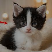 Rescued From Despair How Two Kittens Found Hope And A Home