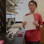 How To Preserve Insect Specimens Pinning Pointing And Storing In Alcohol Liu Yang