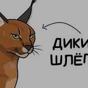 Ты Каракал И ЭТО ВСЯ ТВОЯ ЖИЗНЬ